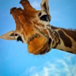 der verzauberte Frosch